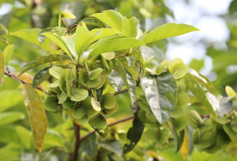 Filippino mandula - Kalamansanai, Terminalia calamansanai, fagyérzékeny, gyümölcs